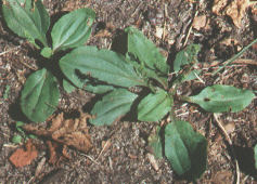 basal rosette