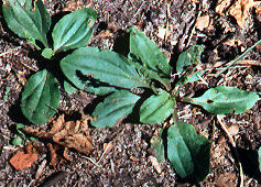 Common Plantain