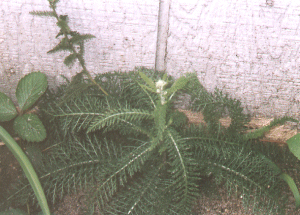 vigorous young plant