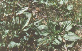 plant with flowerstalks