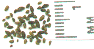 seeds