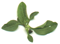 young plant